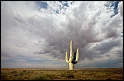 Storm & Saguaro